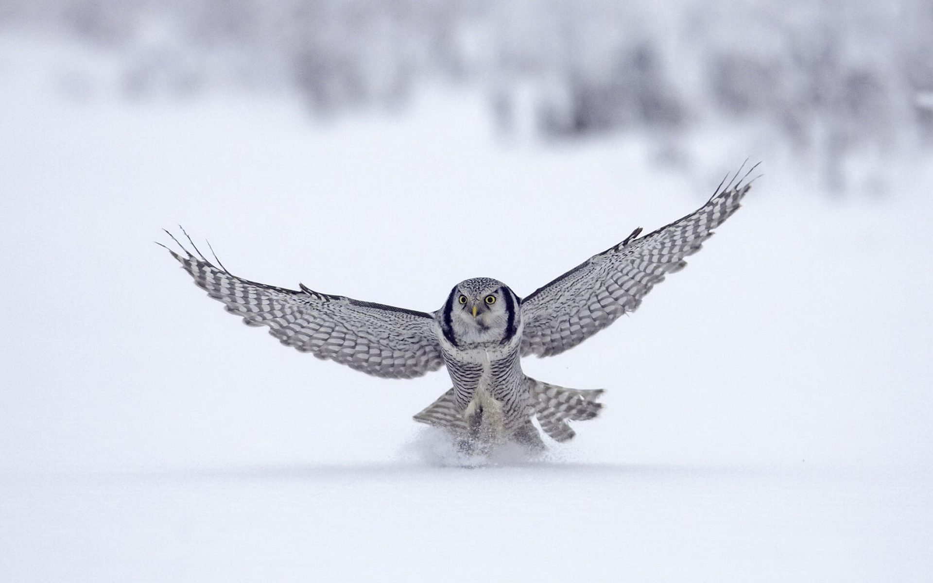 Images photos download Owl wallpapers HD.