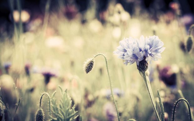 Meadow Flowers Vintage.