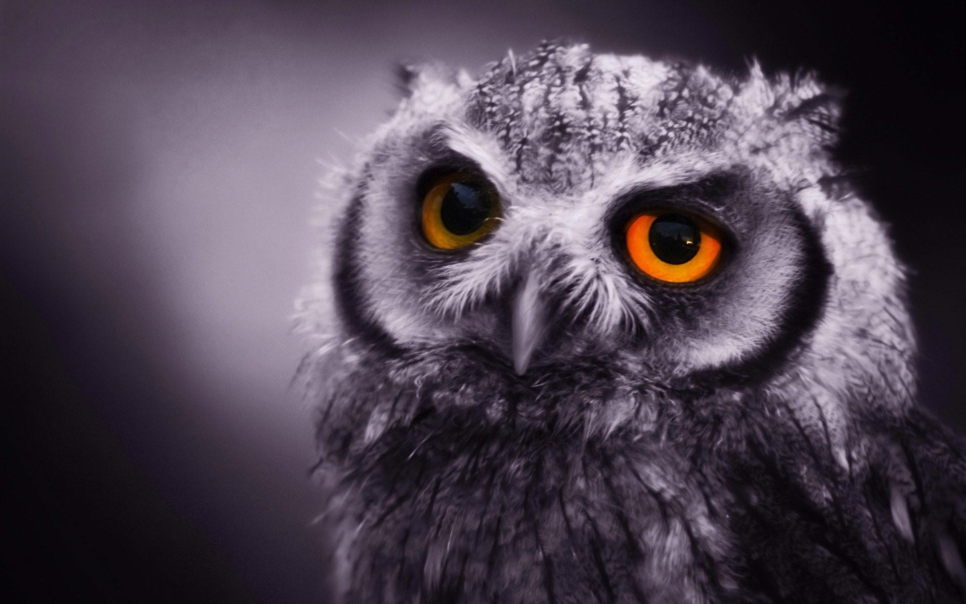 Owl Wallpapers HD.