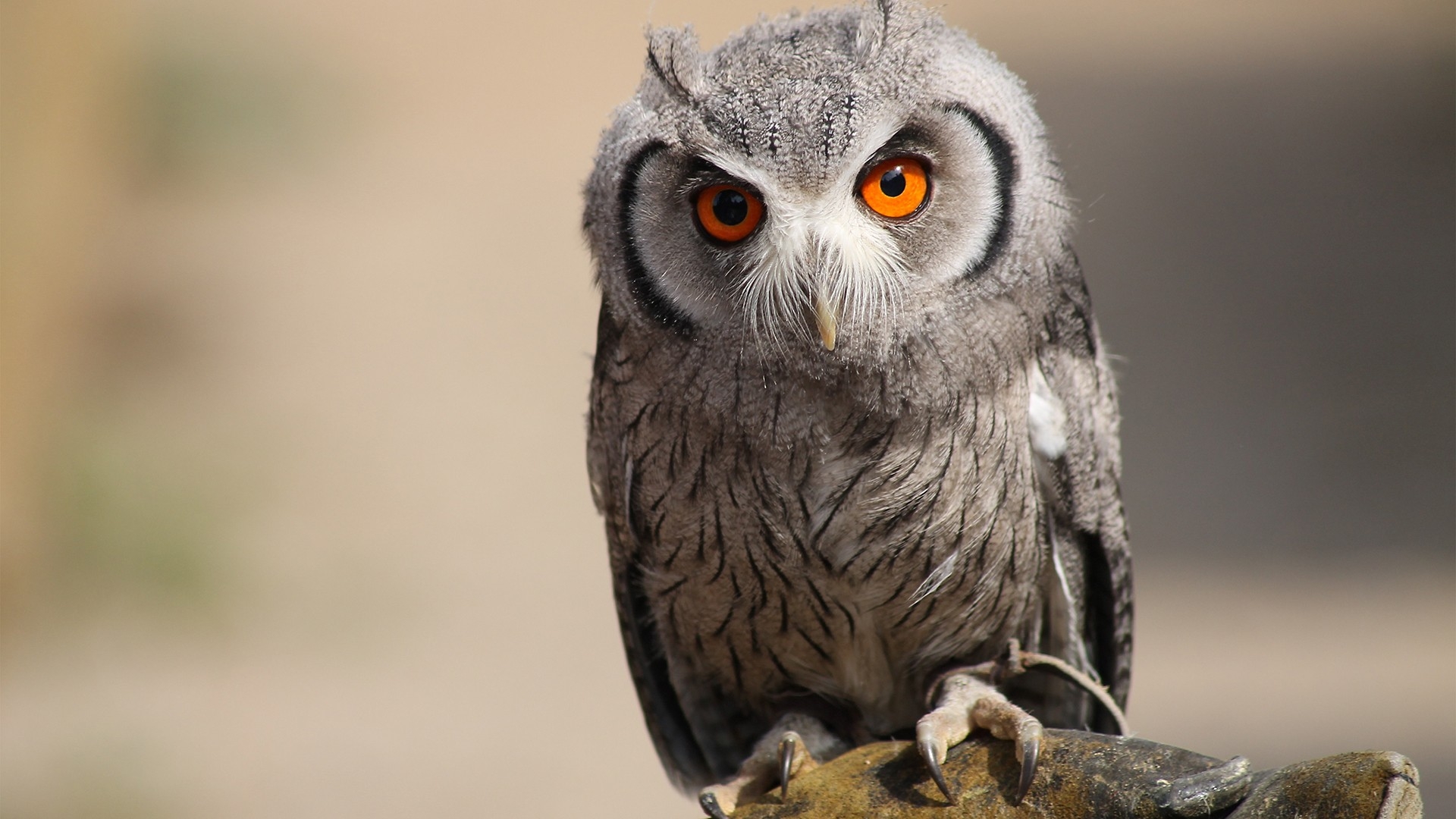 Owl bird predator eyes feathers backgrounds 1920x1080.