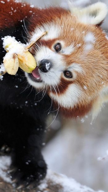 Panda Live Wallpaper iPhone.