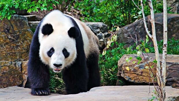 Panda Wallpaper HD 1080p.