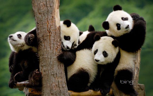 Panda HD Wallpaper.