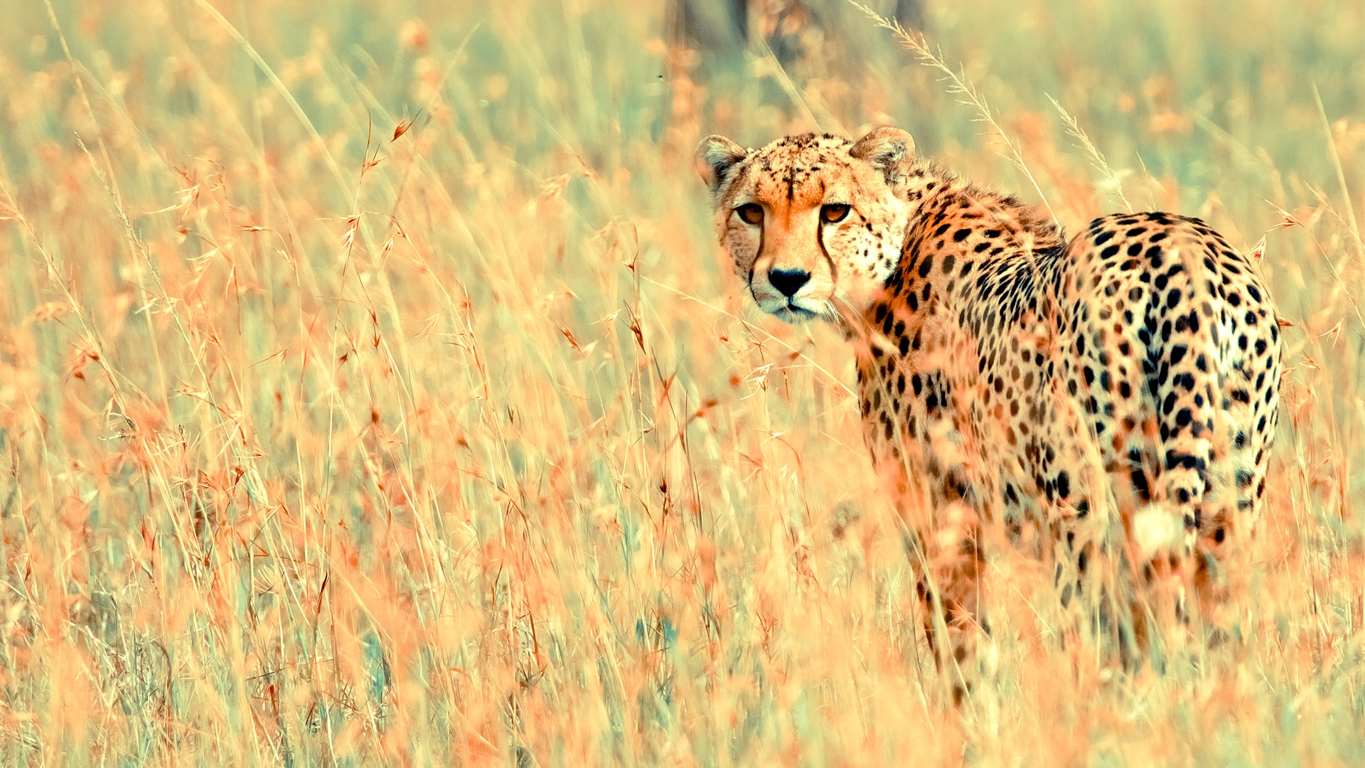 Photoos beautiful cheetah 1920x1080.