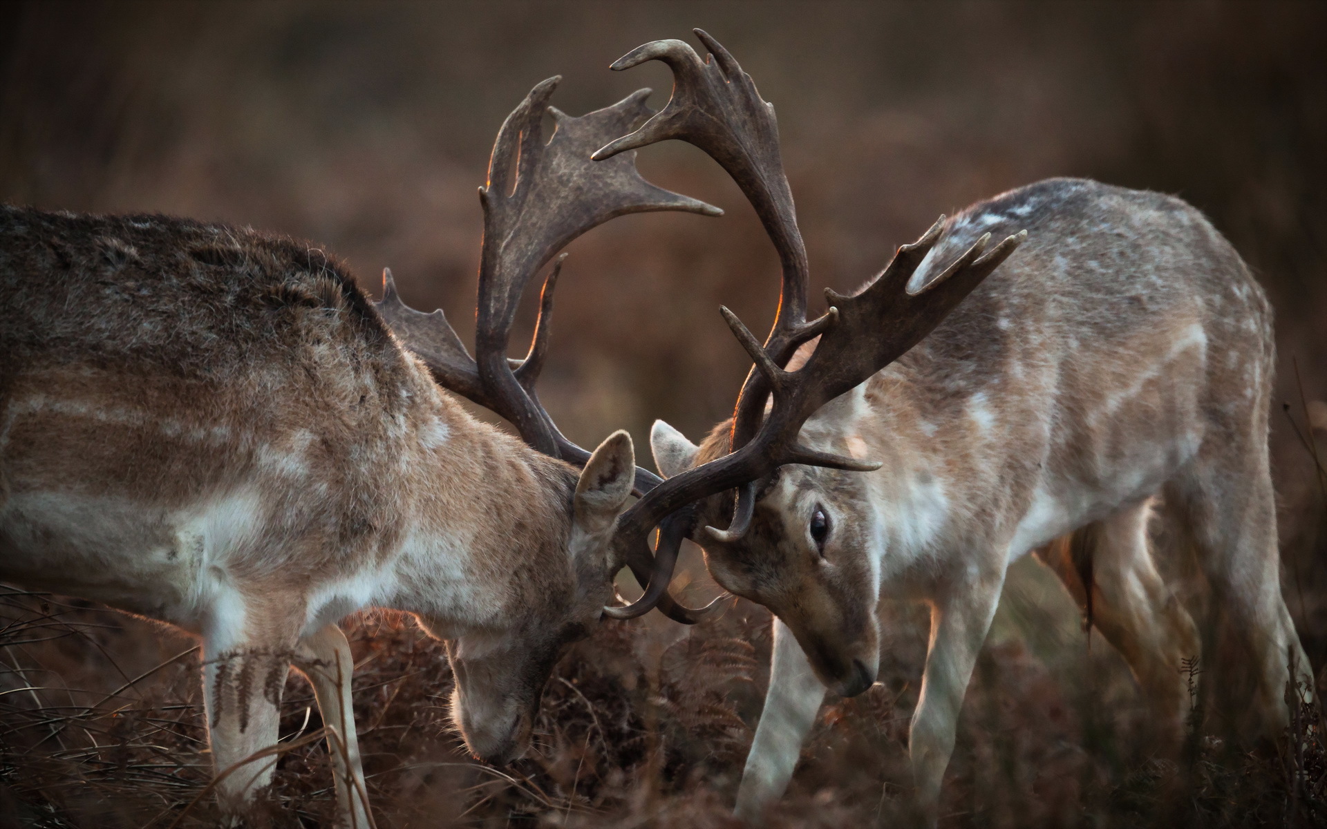 Photos download deer animal wallpapers.