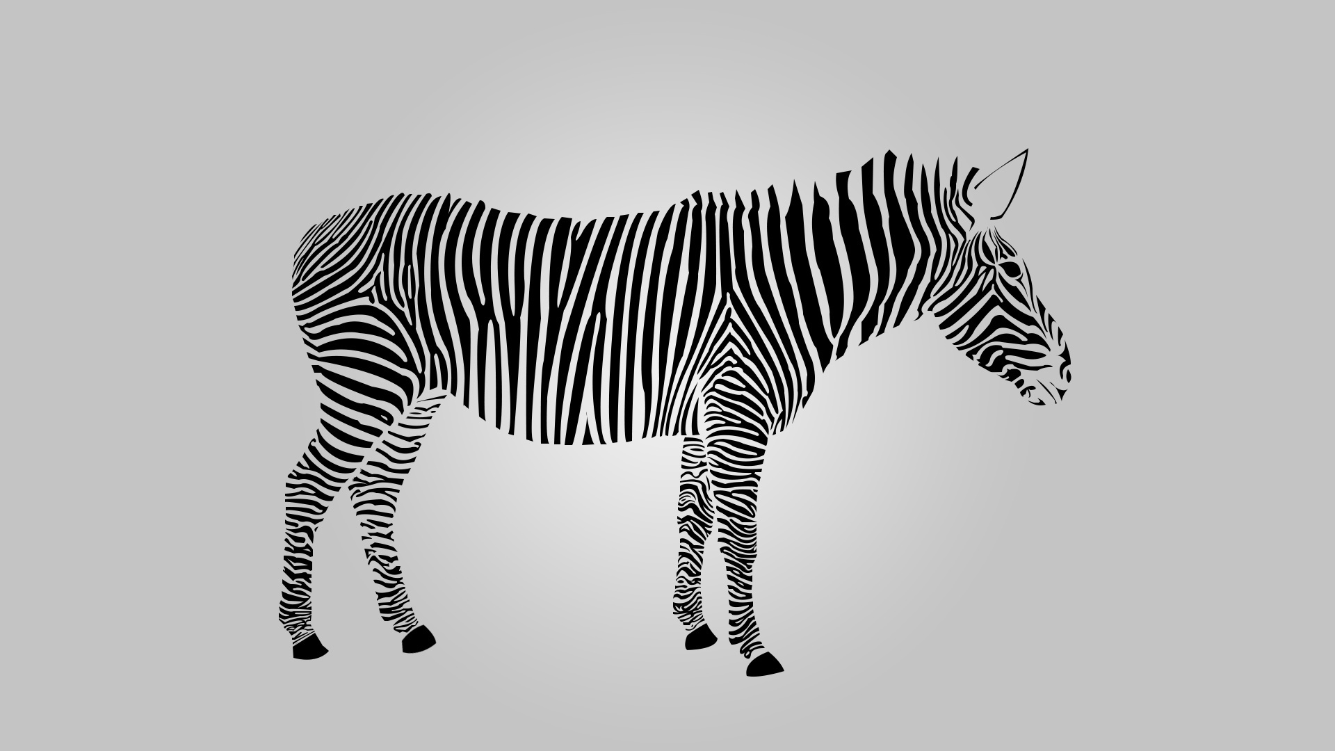 Pics download zebra wallpaper.
