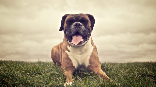 Picture of Boxer Dog.