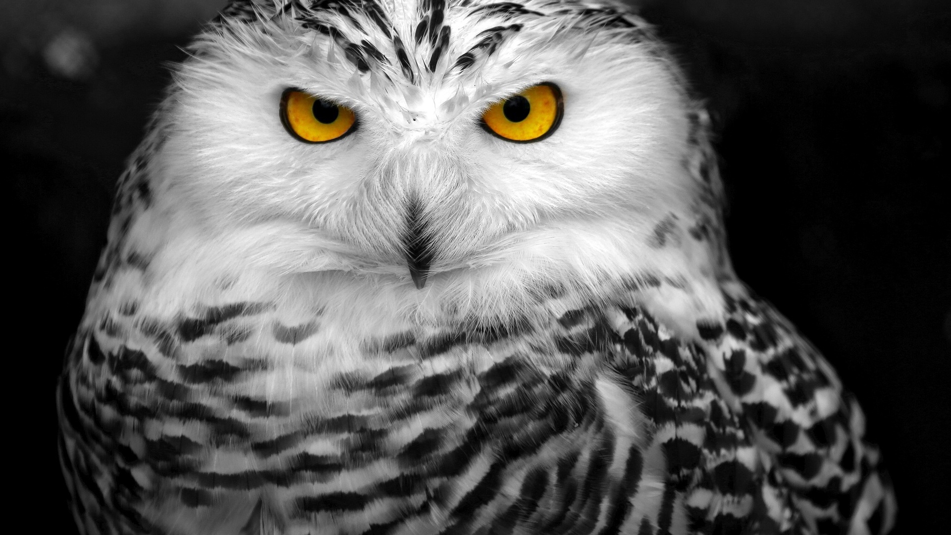 Pictures images animal owl backgrounds.