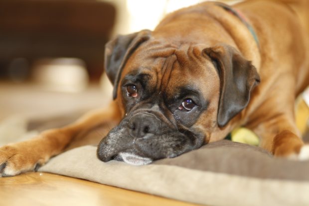 Sad Boxer Dog 1920x1080 HQ .