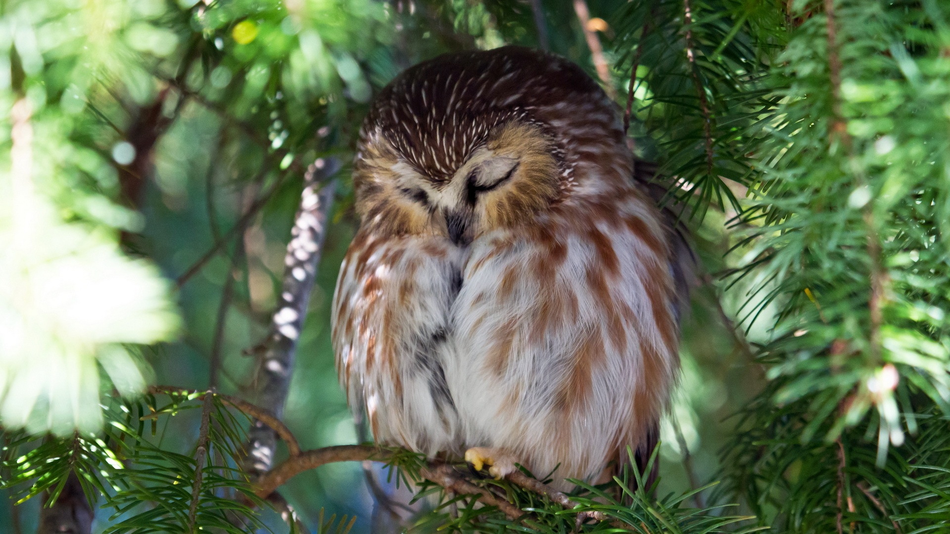 Sleeping animal owl backgrounds.