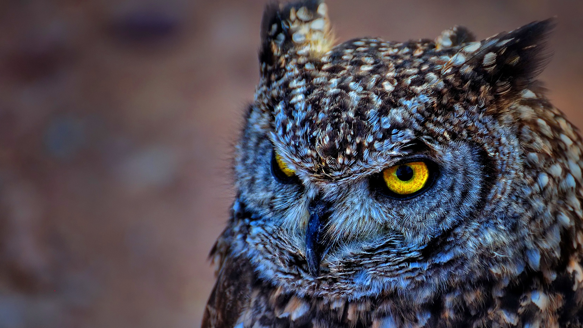 Spotted eagle owl wallpaper HD backgrounds 1920x1080.