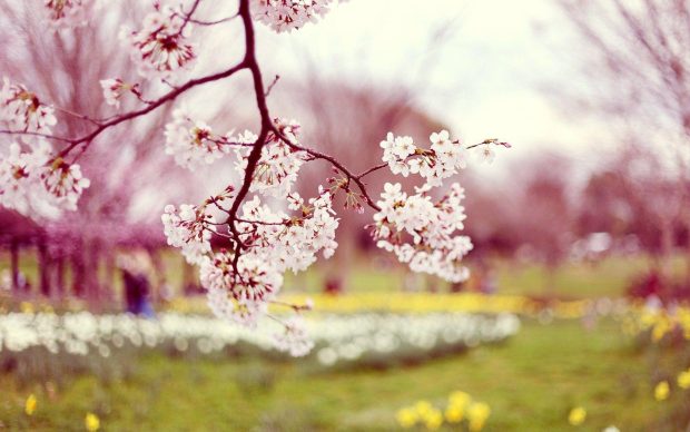 Spring Flowers Picture.