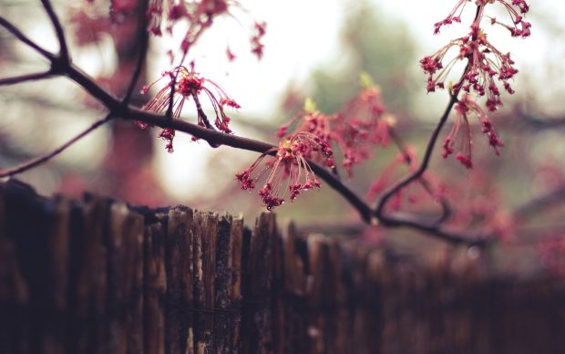 Spring Images Free Download.