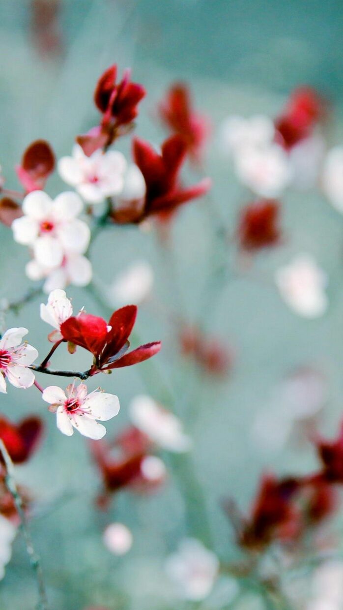 Beautiful Spring Wallpapers for iPhone - PixelsTalk