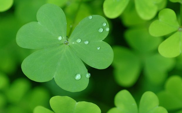 St Patrick Day HD Wallpaper.