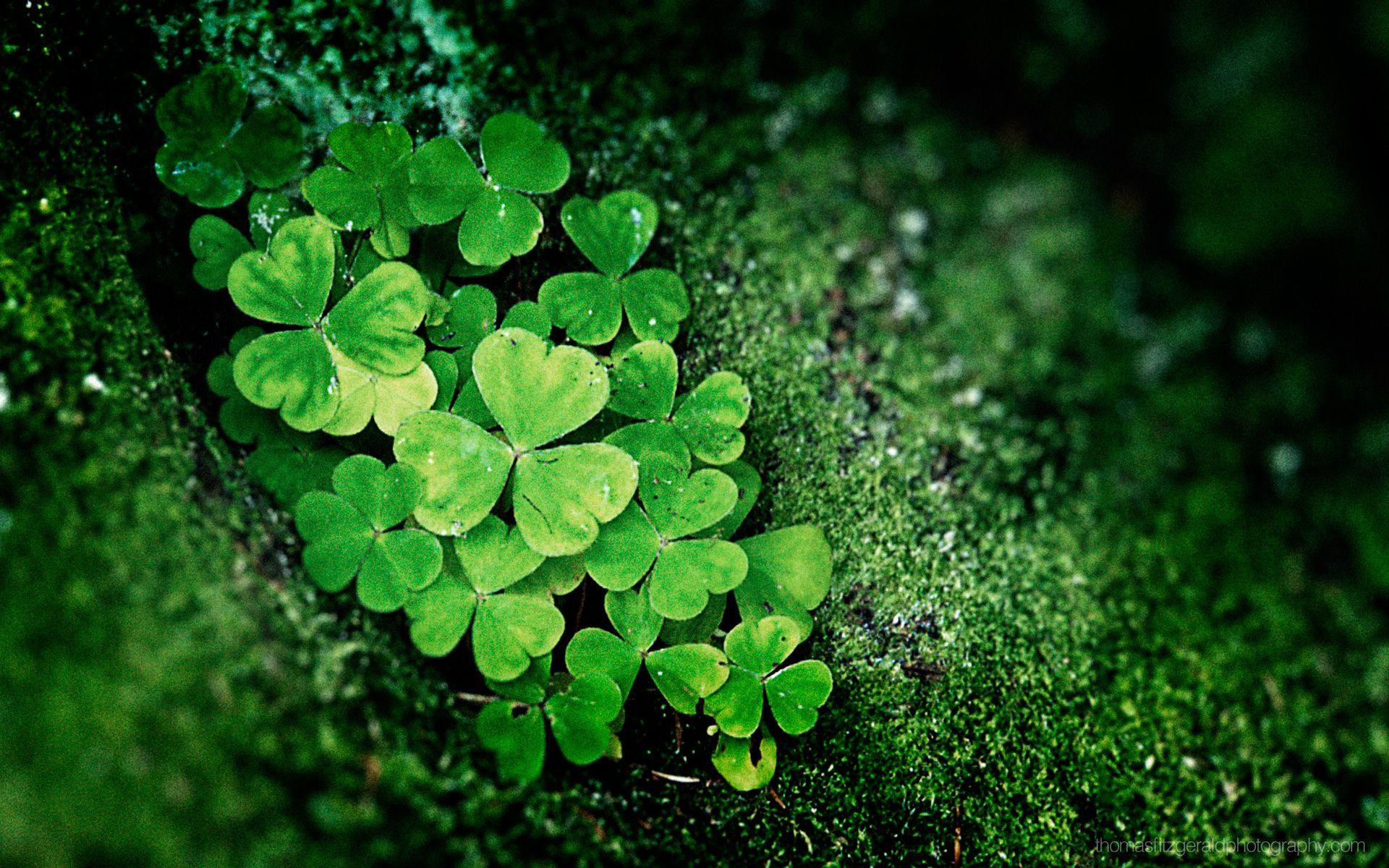 St Patricks Day Desktop Wallpaper  NawPic