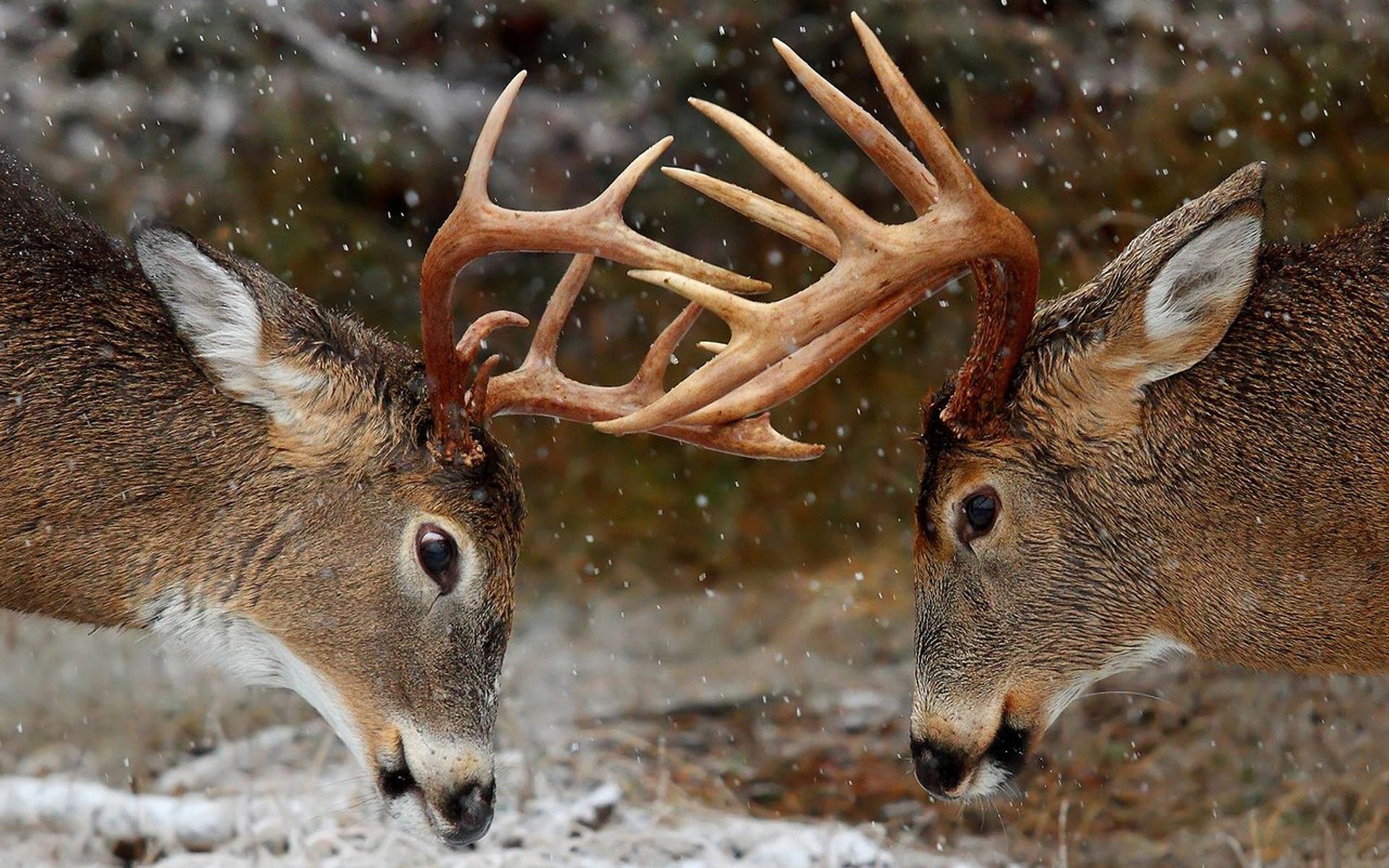 Wallpaper Amazing Two Deer Antlers Desktop.