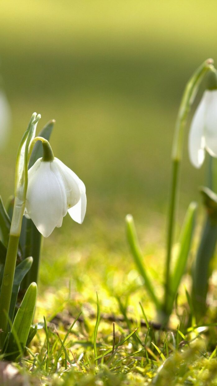 Beautiful Spring Wallpapers for iPhone - PixelsTalk