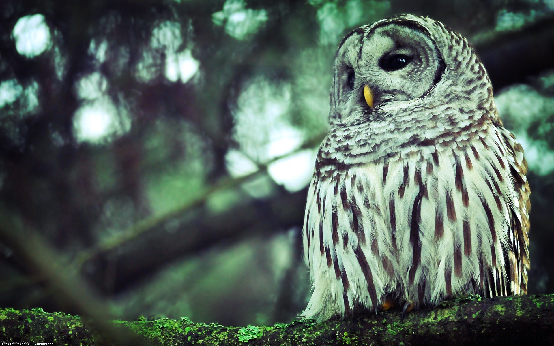 White Owl High Definition Pictures Photos.