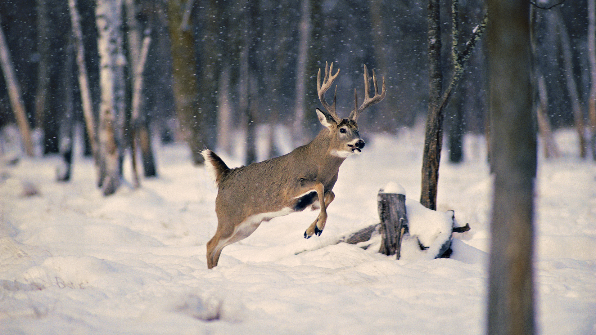 Whitetail Deer Wallpapers HD.