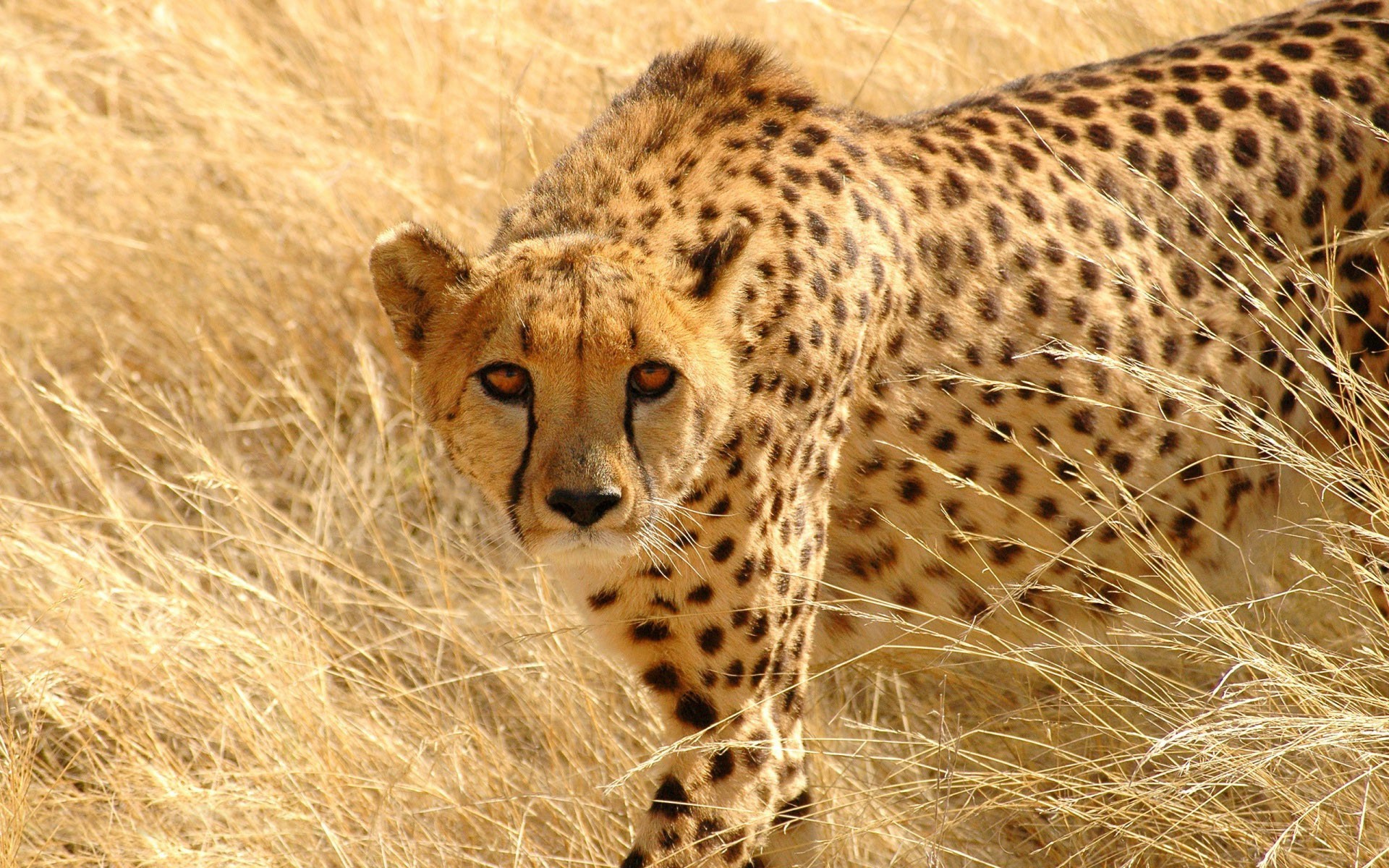 Wild animal cheetah wallpaper HD.