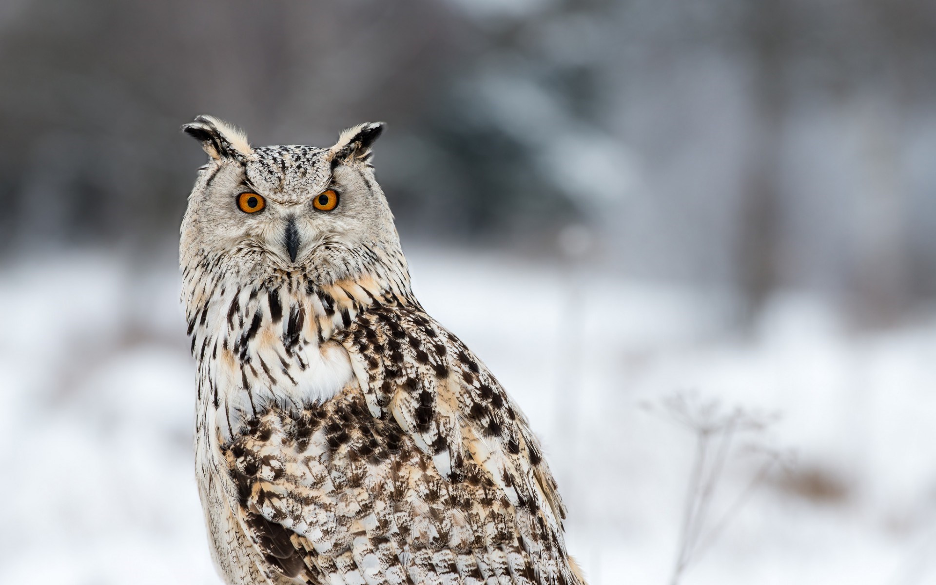 Winter siberian HD Walpaper Animal Owl WildLife.