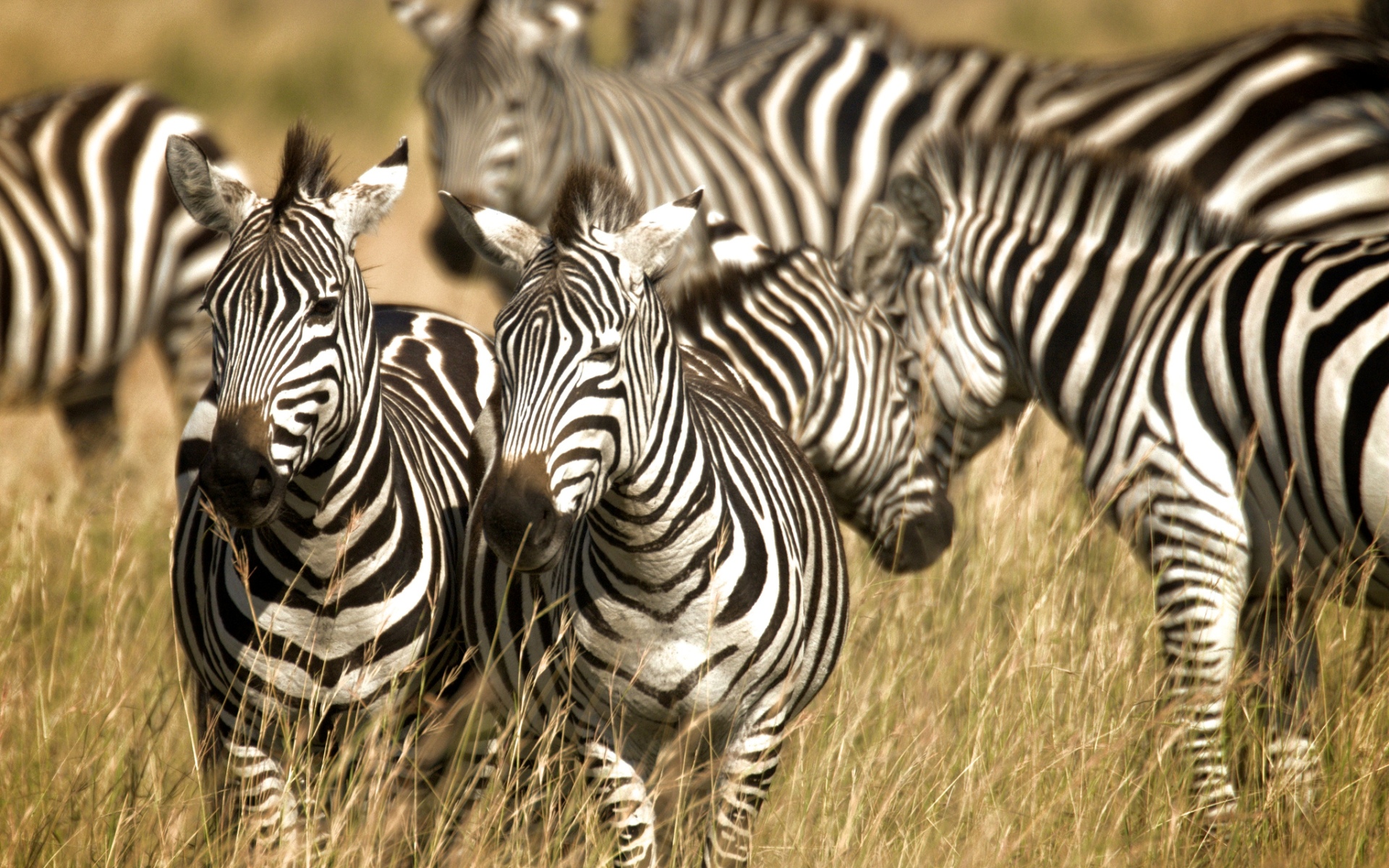 Zebra Background 4.