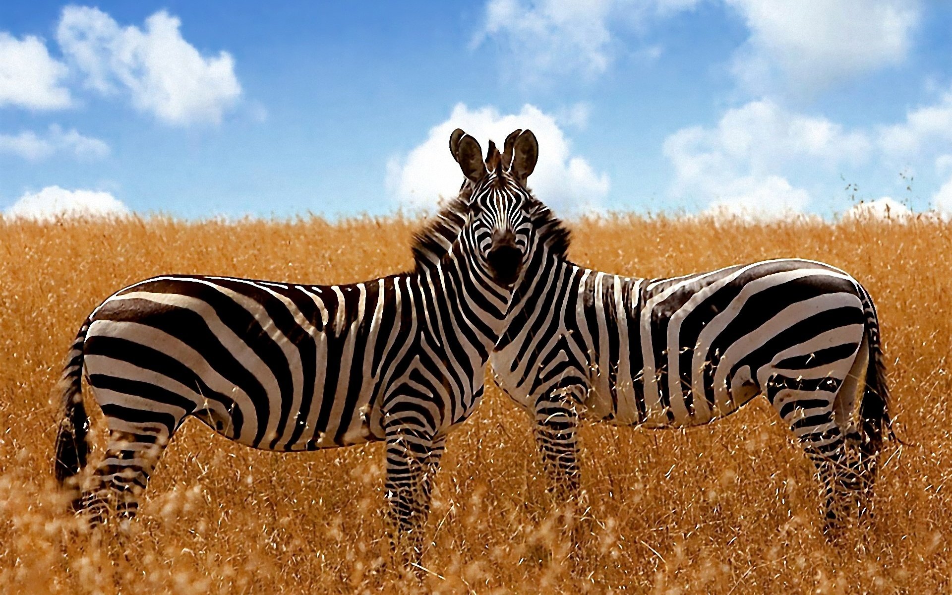 Zebra Background 5.