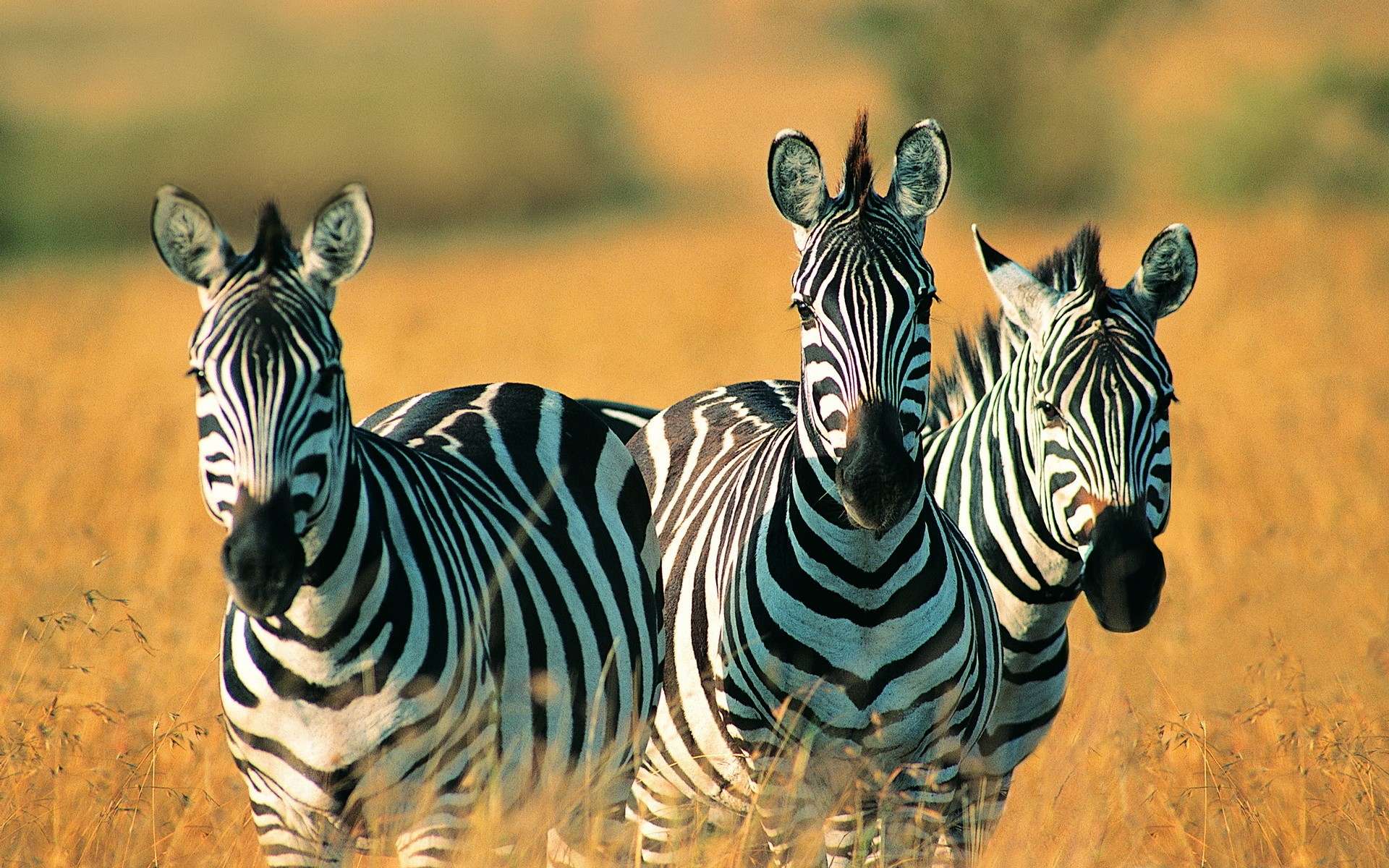 Zebra backgrounds free.
