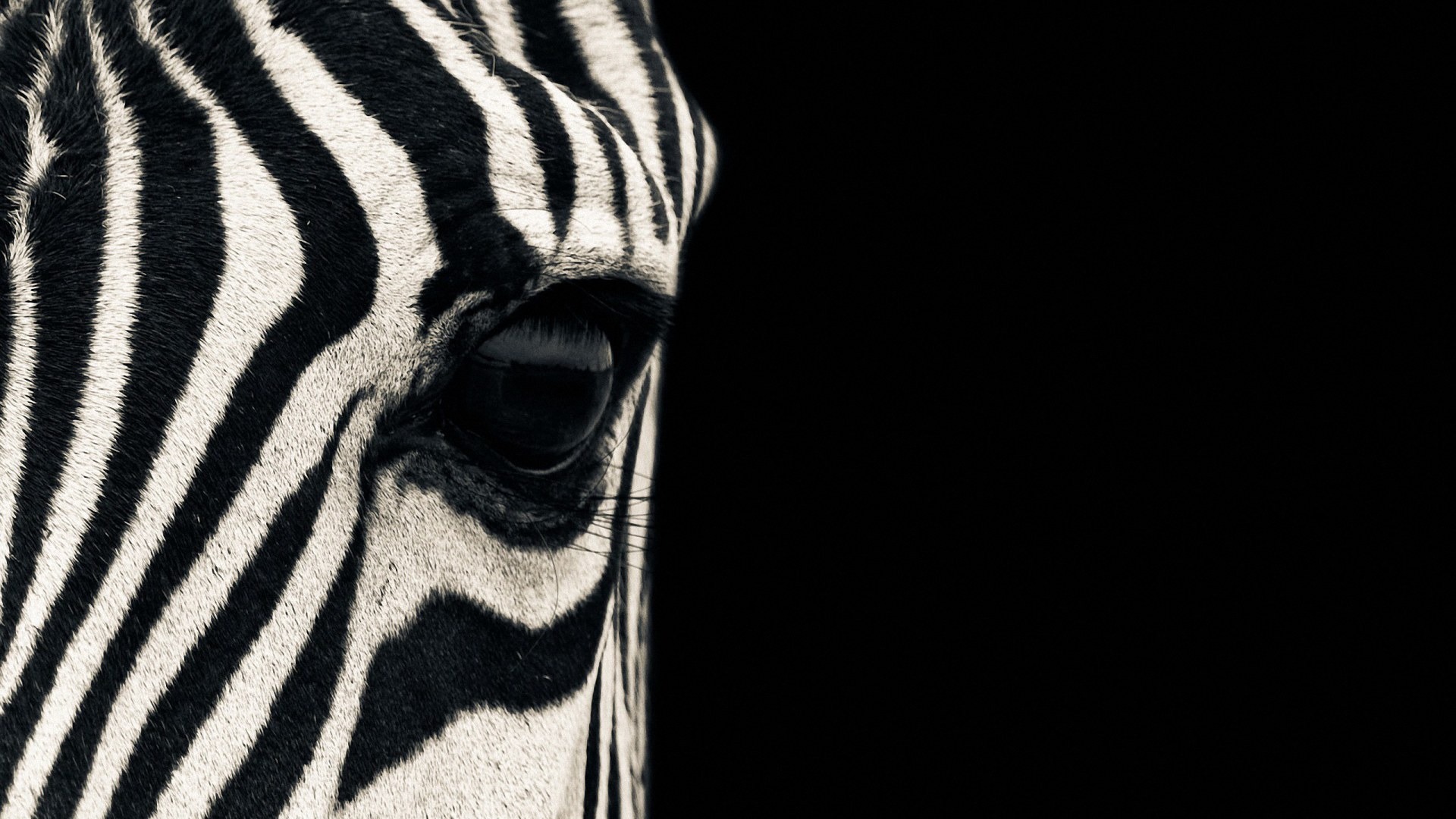 Zebra wallpaper backgrounds download.
