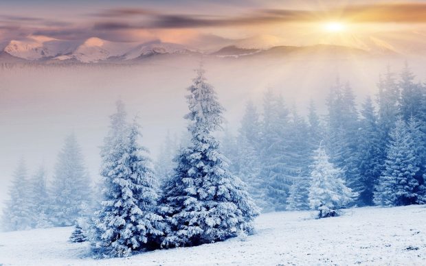 2560x1600 Winter Wonderland Wallpaper.