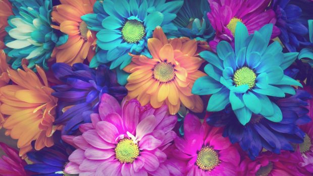 3840x2160 Flowers 4k free download of HD wallpapers.