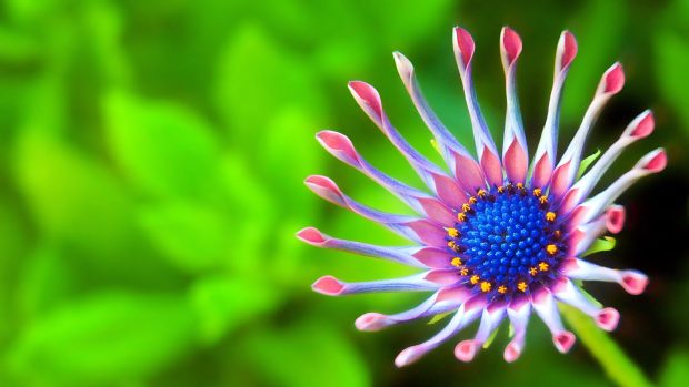 3840x2160 beautiful Flower 4K HD image.