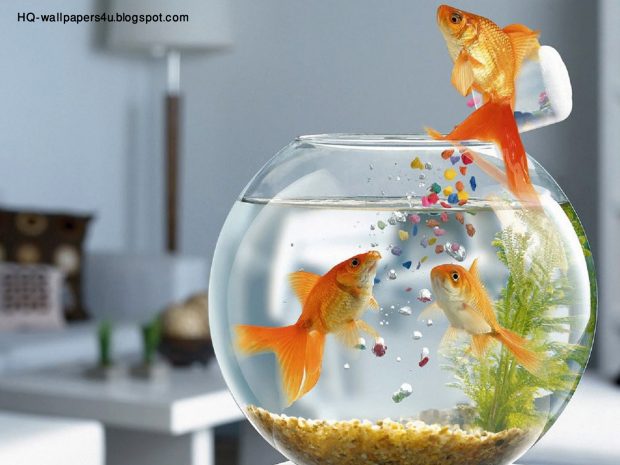 3D Fish Tank Aquarium Backgrounds 2.