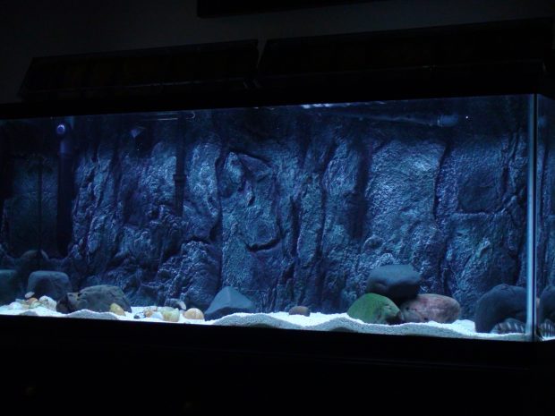 3d Aquarium Background.