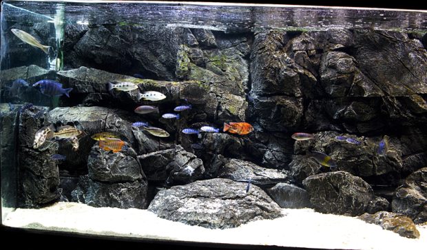 3d Aquarium Fish Tank Rock Background.