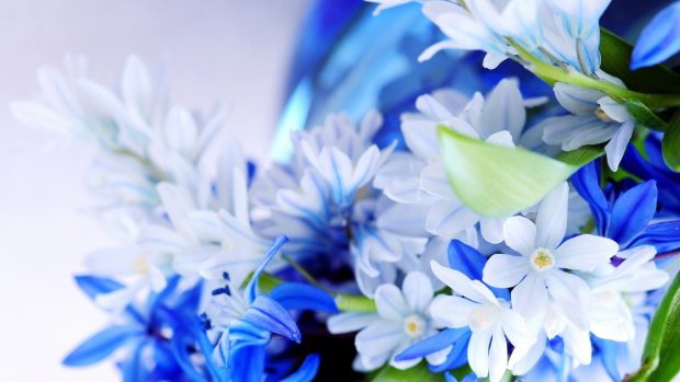 4K Blue Flowers Wallpapers High Quality.