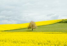 Vivid spring landscape with yellow rapeseed fields, green hills, and a blossoming tree under a cloudy sky.