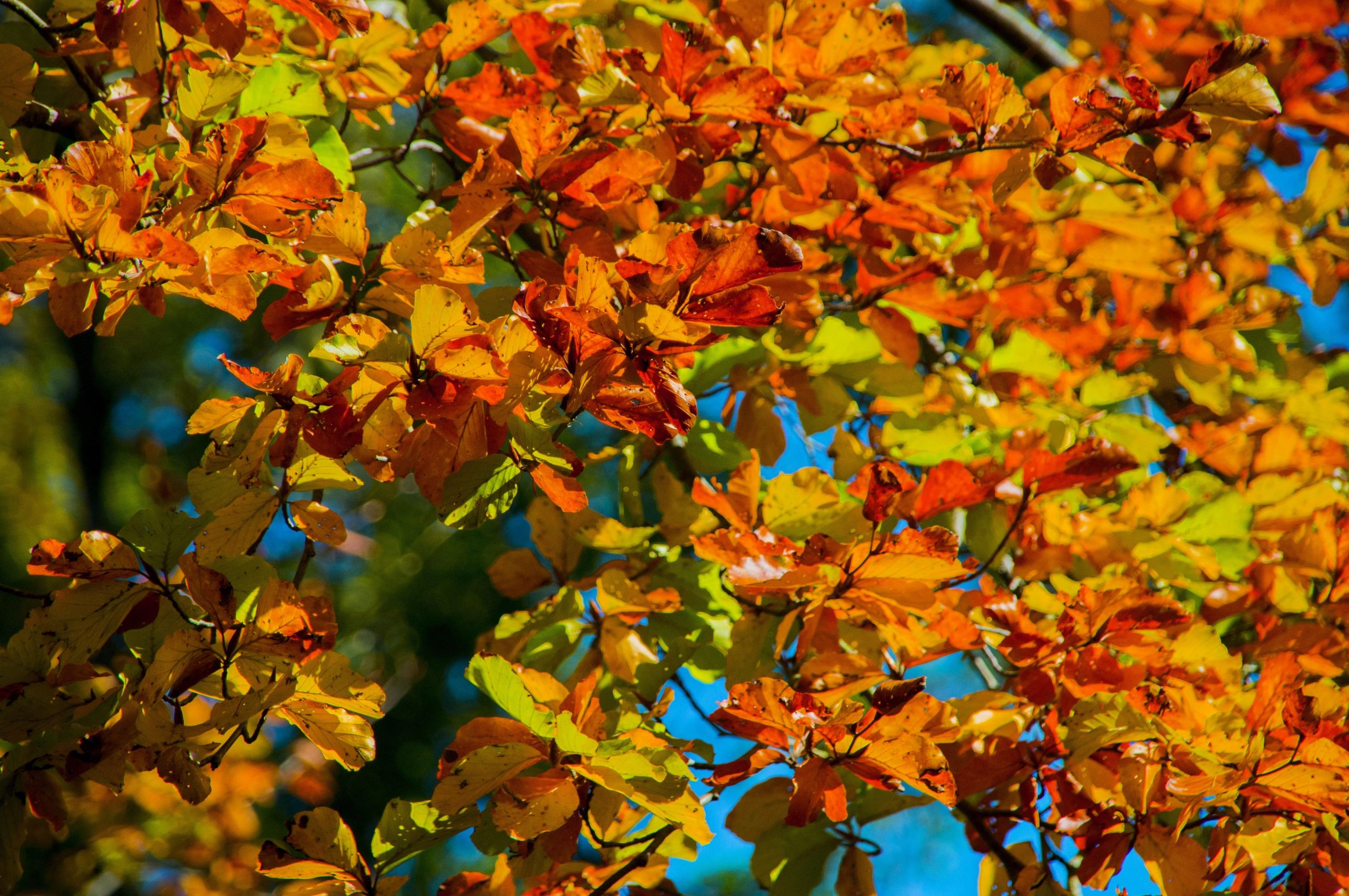 Wallpaper ID 287771  road forest season autumn fall landscape nature 4k  wallpaper free download