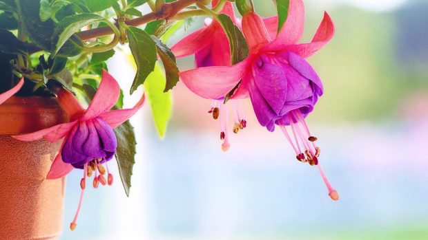 4K Fuchsia Flowers Wallpapers.