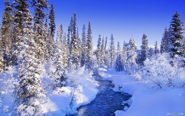 Amazing Winter Wonderland Background.