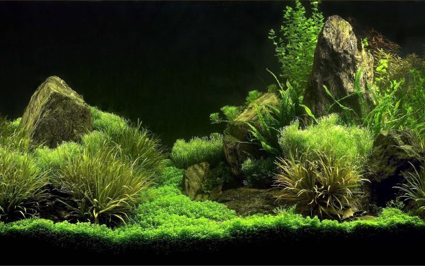 Aquarium Desktop Wallpaper 1