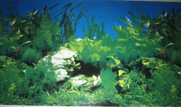 Aquarium Desktop Wallpaper 4