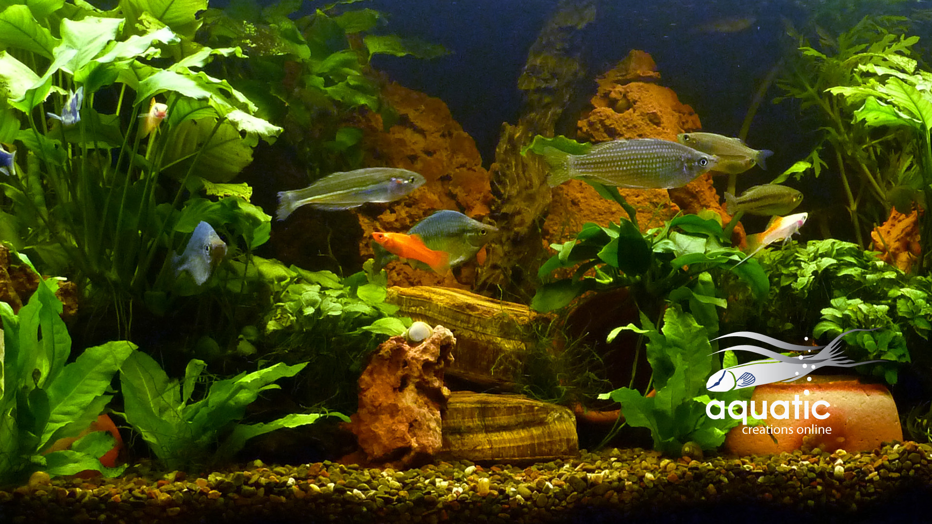 100 Aquarium Fish Tank Wallpapers  Wallpaperscom