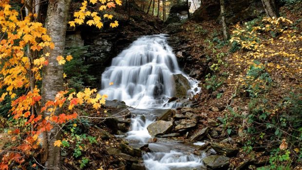 Autumn Wallpaper with a waterAutumn in the woods.