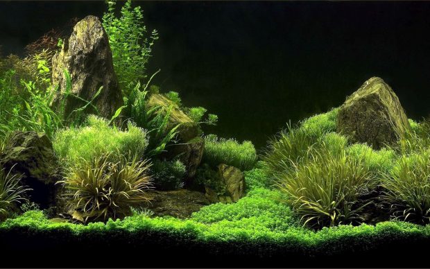 Awesome Aquarium Wallpaper 1