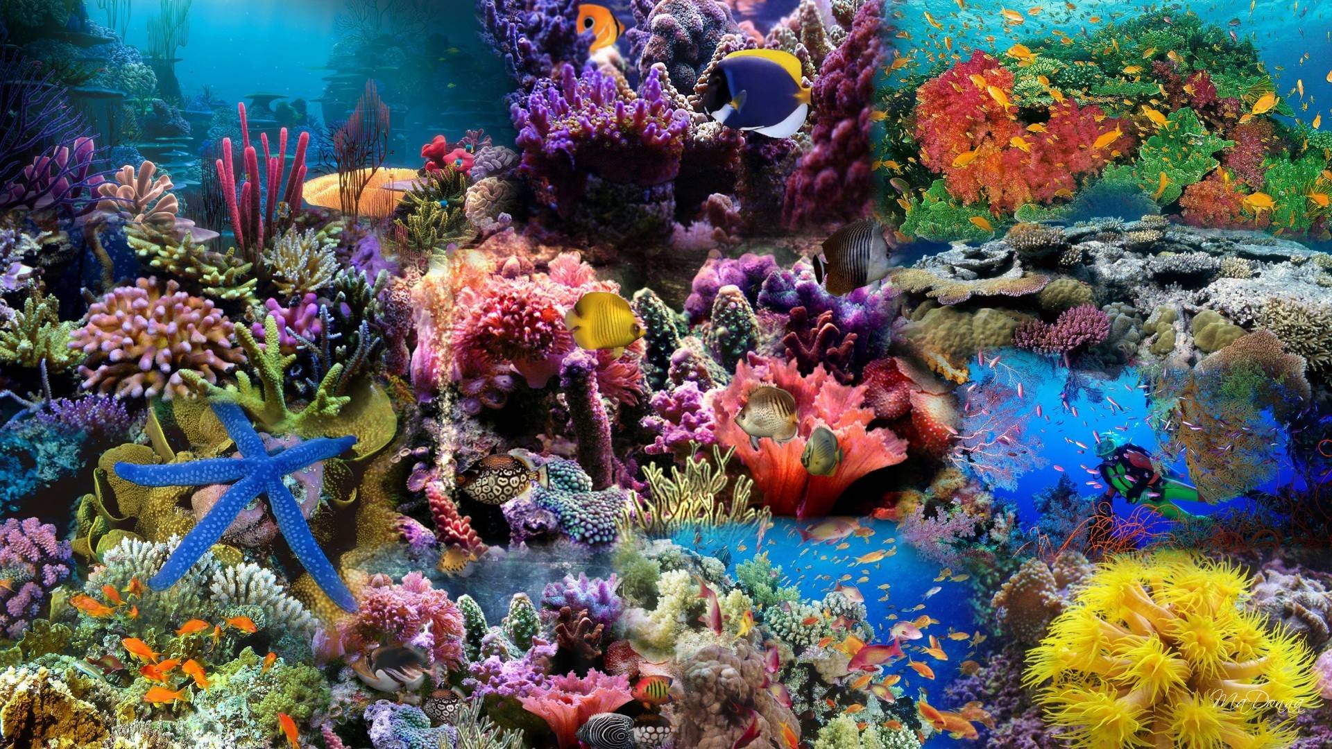 650 Aquarium wallpapers HD  Download Free backgrounds
