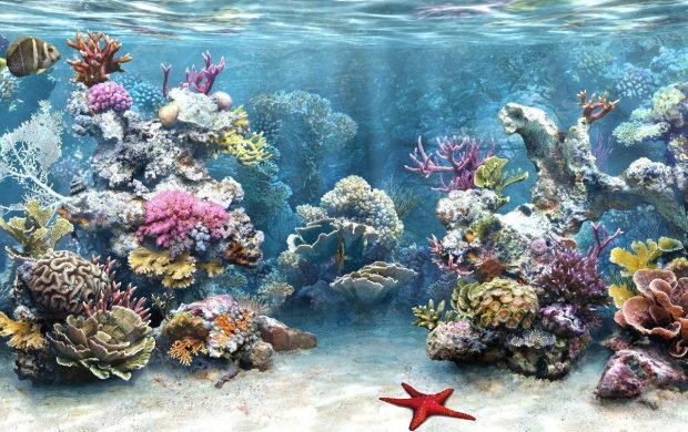 Awesome Aquarium Wallpaper 4