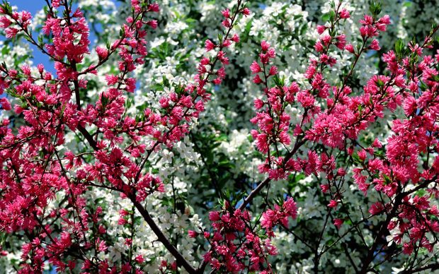 Beautiful Flowers Backgrouds 6.