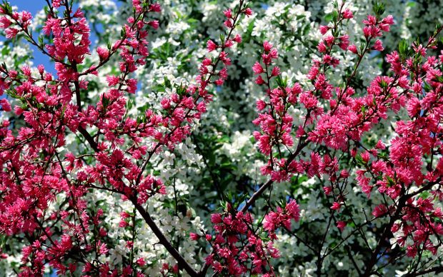 Beautiful Flowers Backgrouds 6.